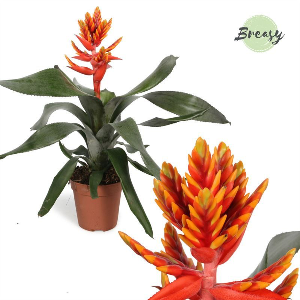 Aechmea Pepita Elegant Flames - FULL CC.