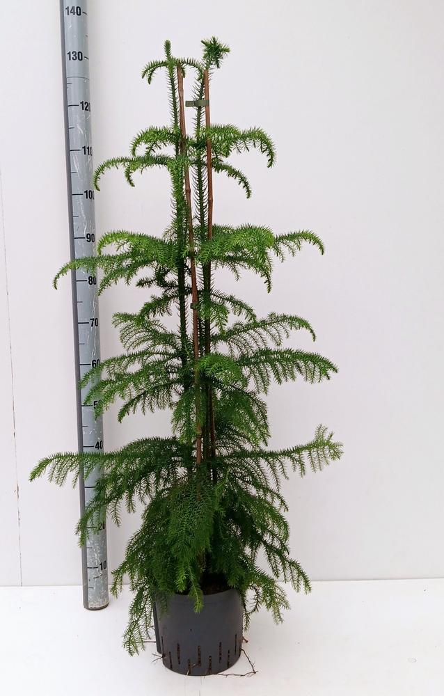 araucaria hydro.