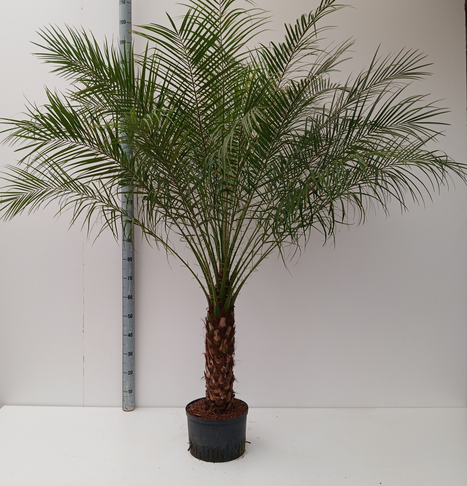 PHOENIX ROEBILINI HYDRO.