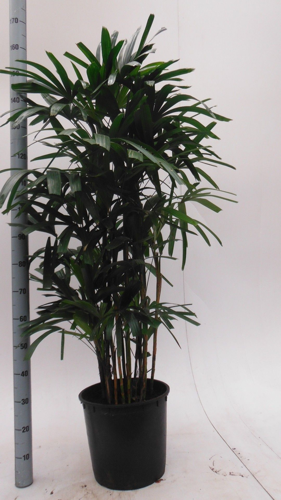 rhapis.