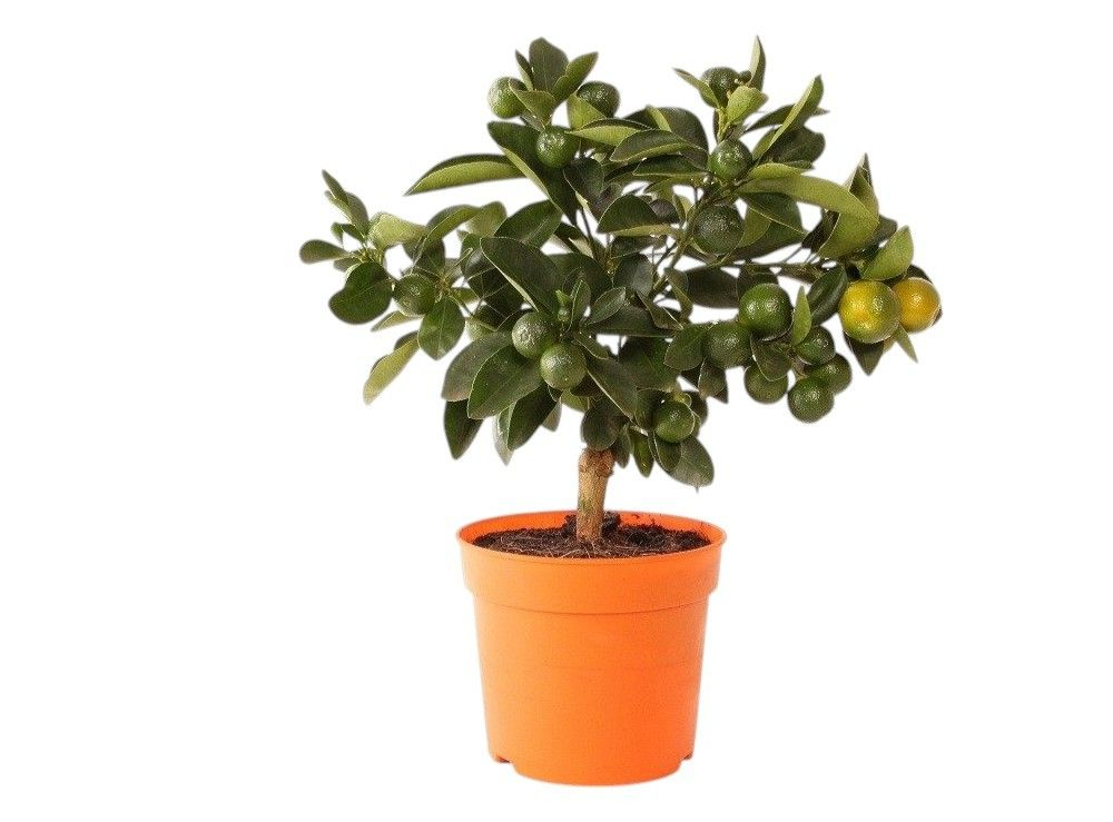 Citrus calamondin "mini stam".