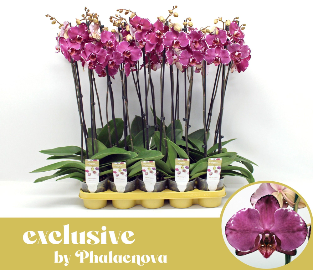 Phlebodium.
