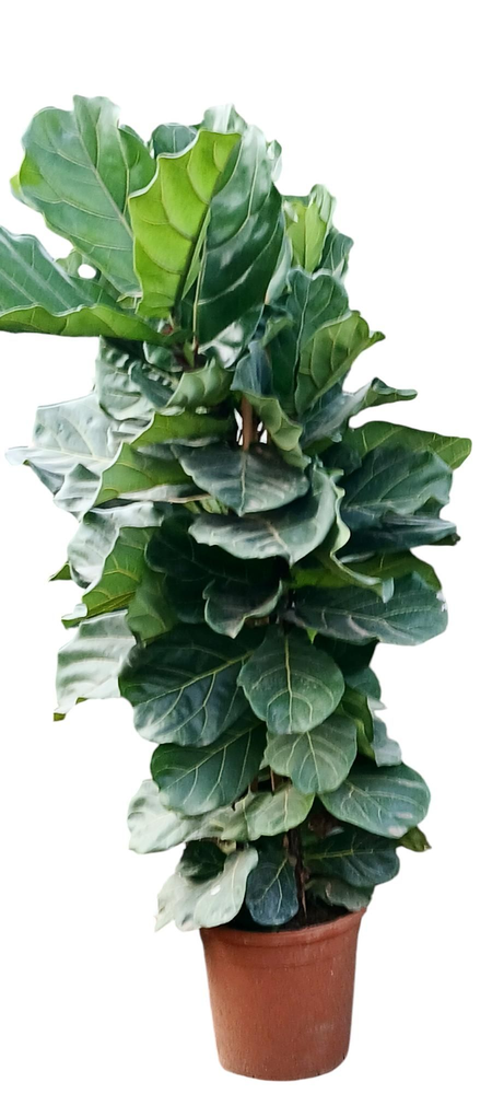 FICUS LYRATA.