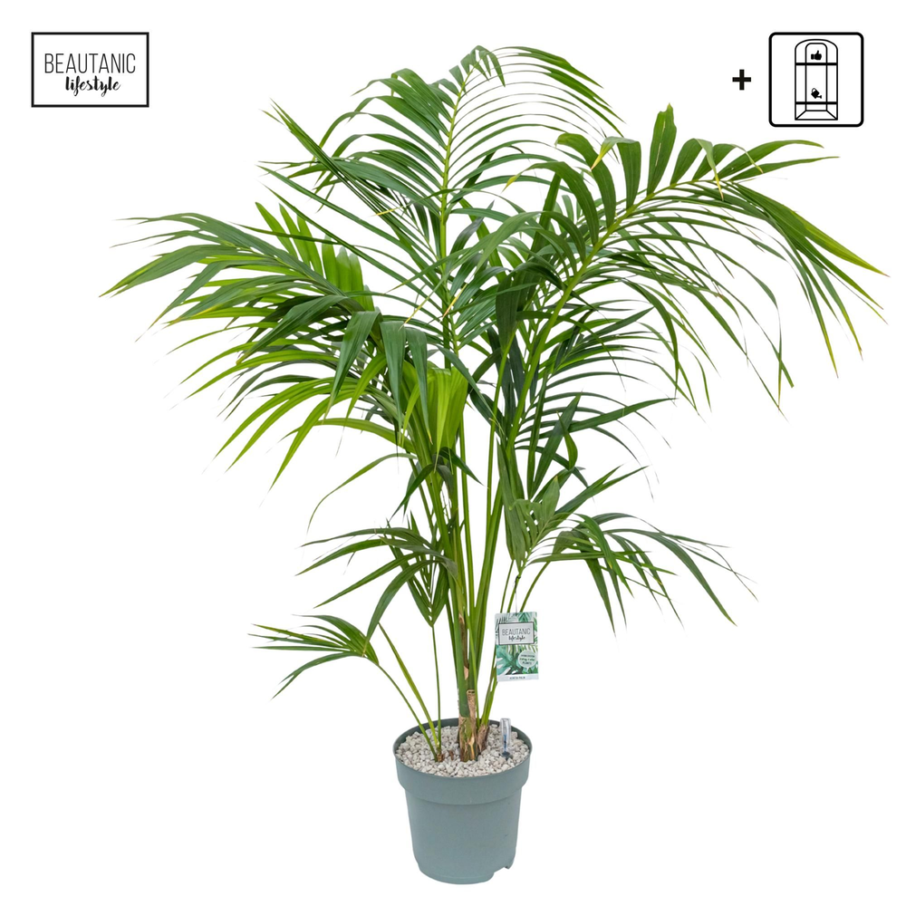 Howea Forsteriana.