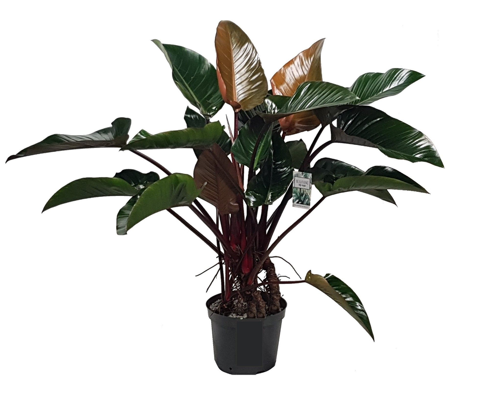 Philodendron Red Beauty.