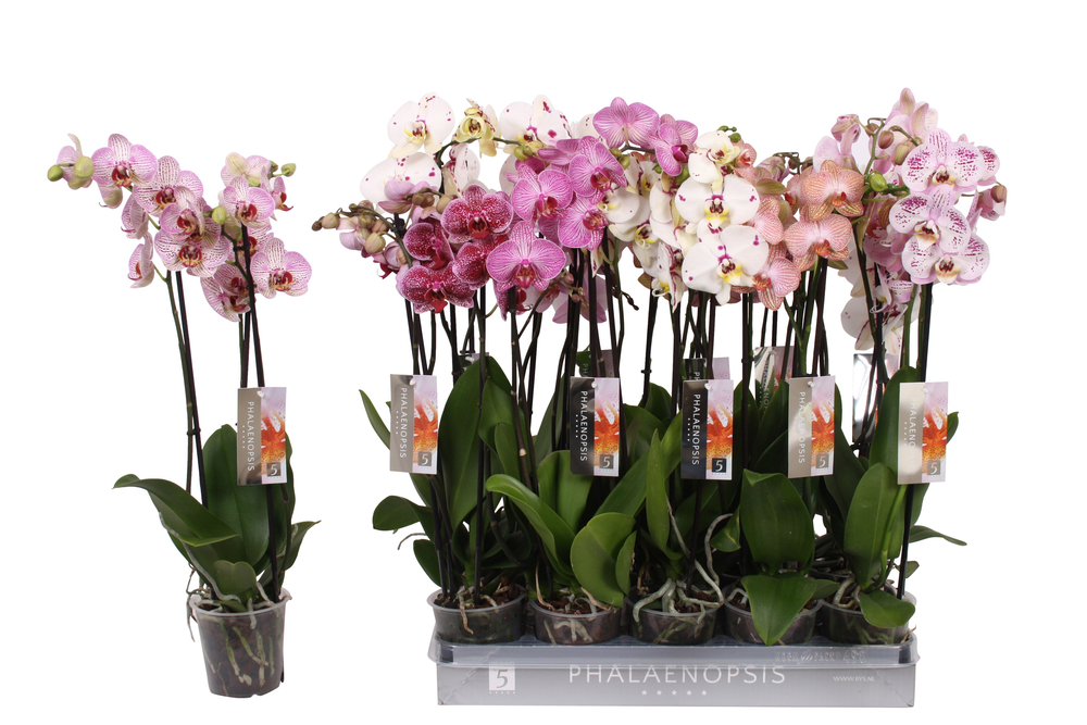 Phalaenopsis Specialty mix, 3-spike 22+.
