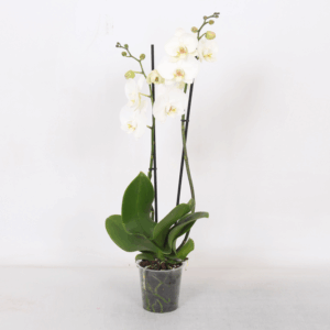 Phalaenopsis White, 2-spike 18+