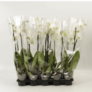 Phalaenopsis overig wit 2 tak wit A2