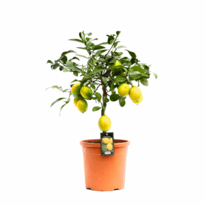 Citrus Meyer