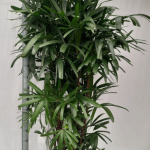 Rhapis excelsa hy.