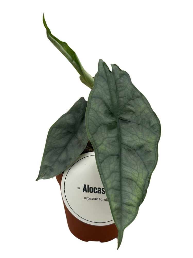 Alocasia Het. Dragons Breath.