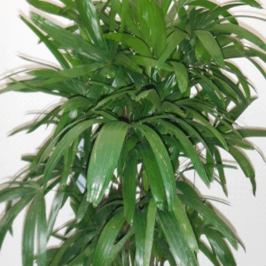 Rhapis excelsa hy.