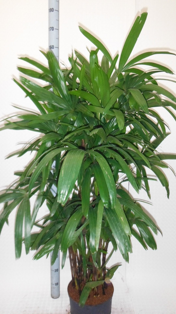 Rhapis excelsa hy.