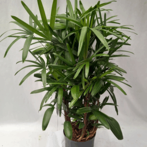 Rhapis excelsa hy.