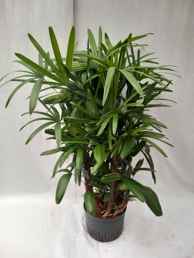 Rhapis excelsa hy.