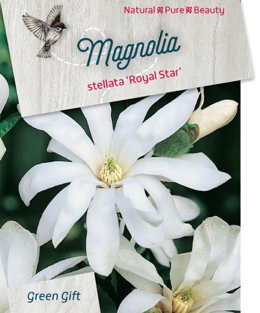Magnolia st. 'Royal Star'.