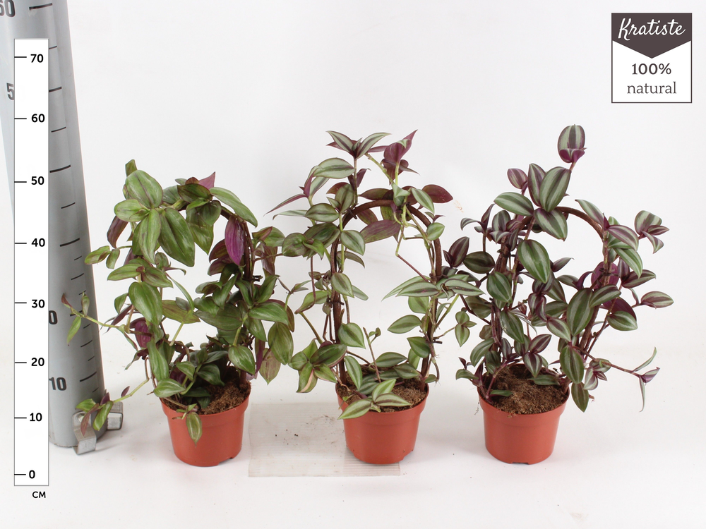 tradescantia mix.