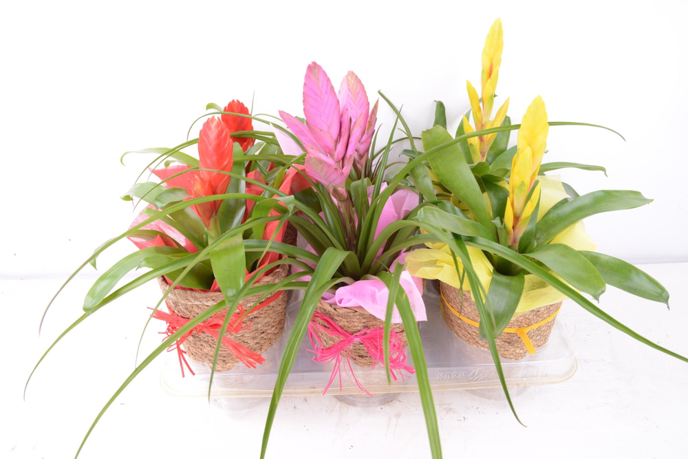 sping mix.