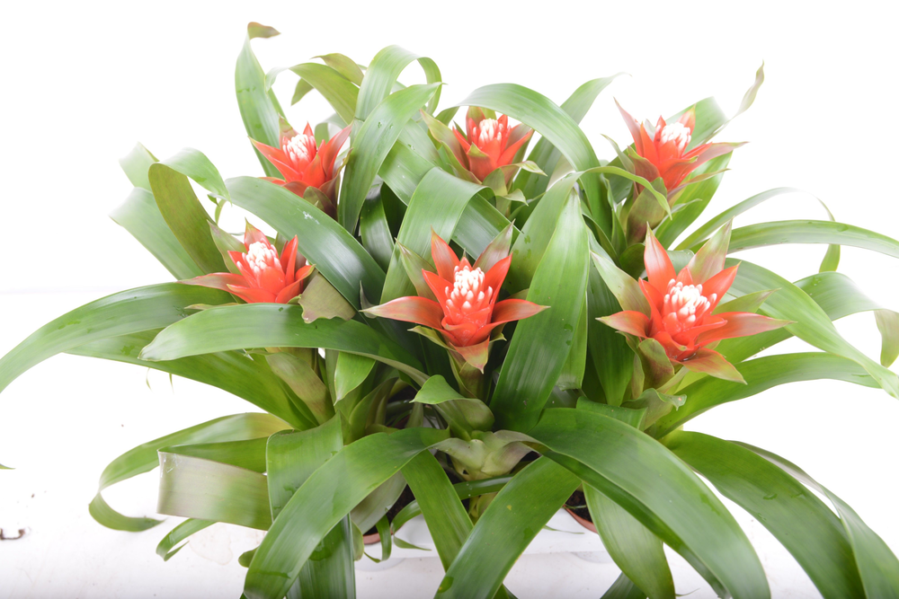 guzmania Redtix.