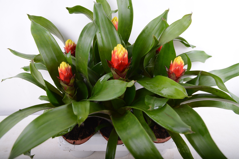guzmania yeltix.