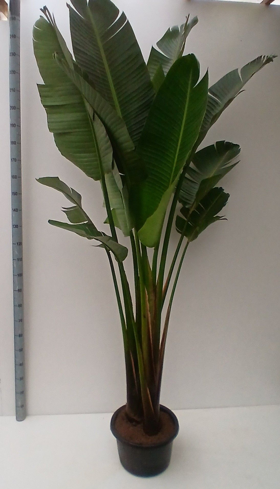 strelitzia nicolae hy.