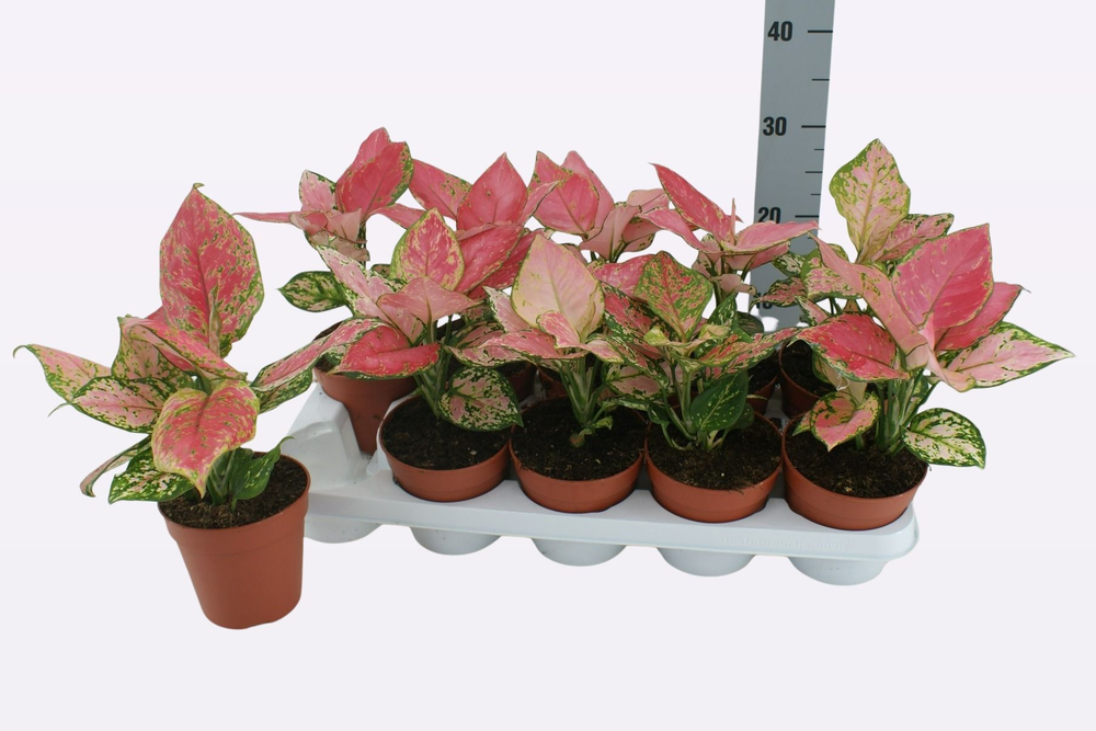 Aglaonema Cherry Baby P12 30cm.