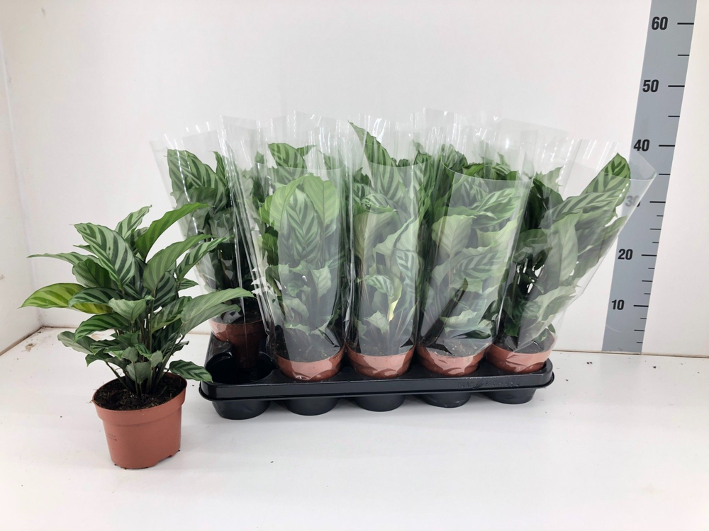 Calathea Freddie P12.