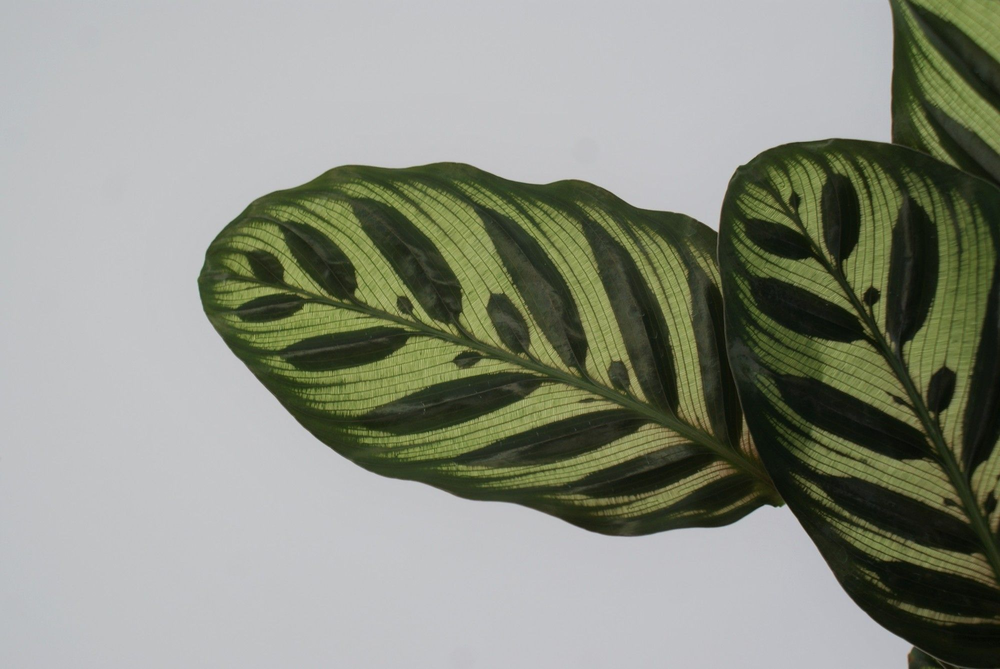 Calathea Makoyana P12.