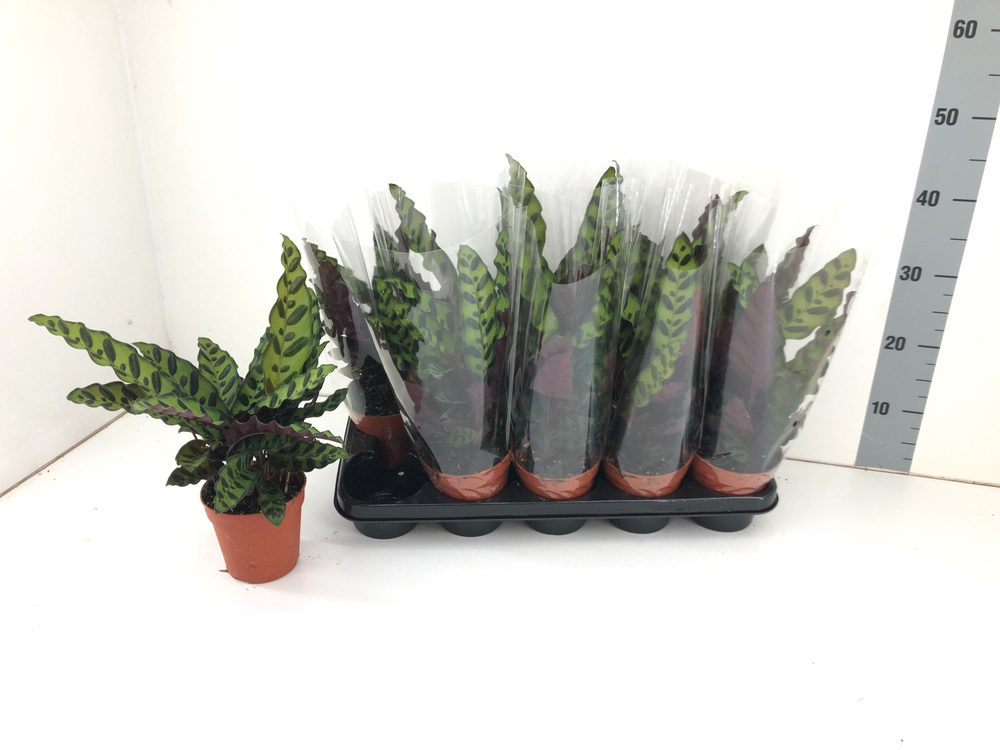 Calathea Insignis P12.