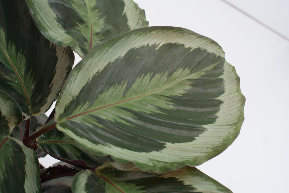 Calathea Marion P12.