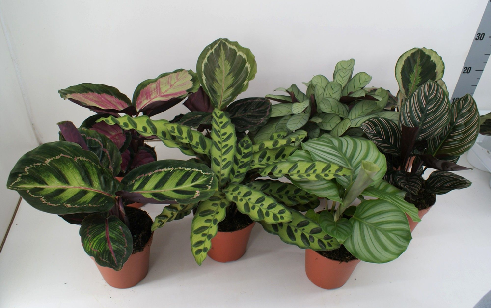 Calathea mix P12.