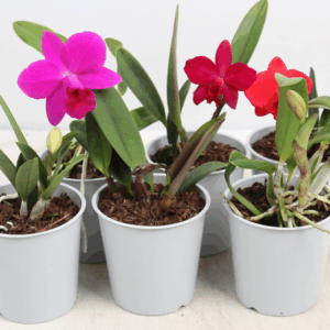 Cattleya kleinbloemig 1 knop