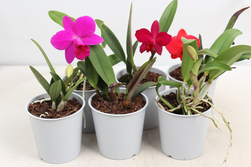 Cattleya kleinbloemig 1 knop.