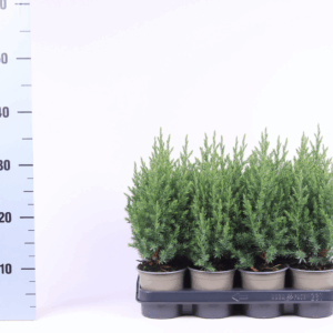 Juniperus chinensis 'Stricta'