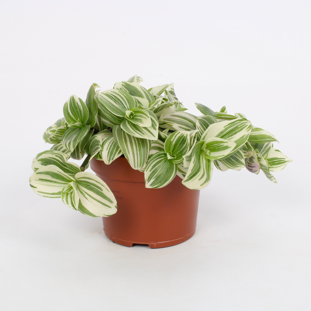 Tradescantia Abliflora Giant - White Beach 12cm.