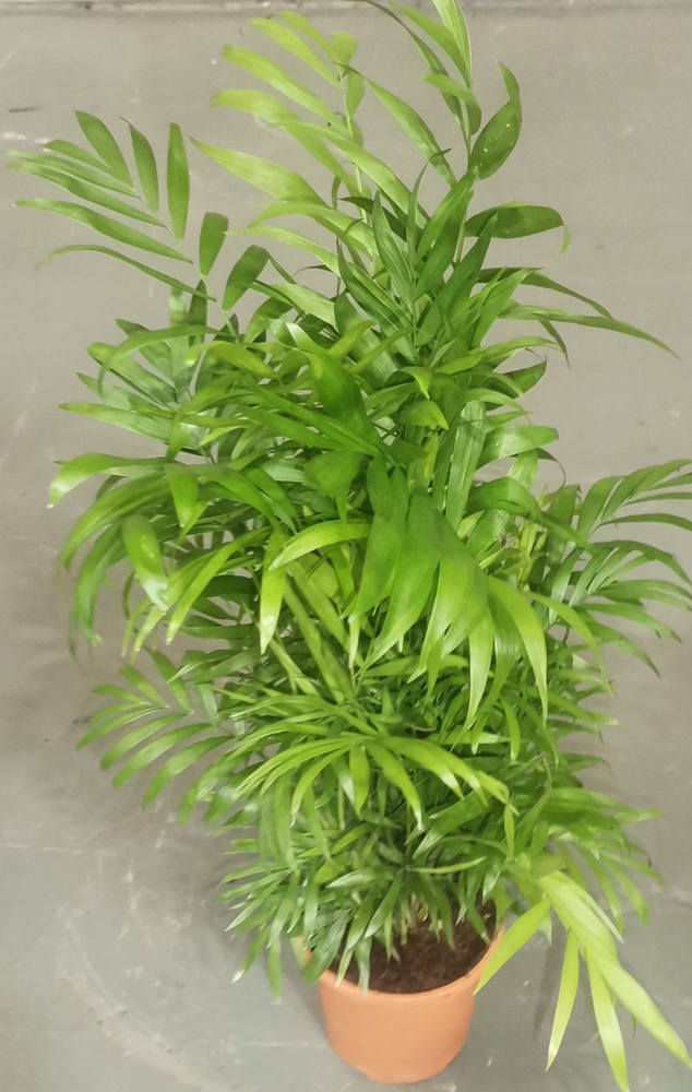 Chamaedorea elegans.