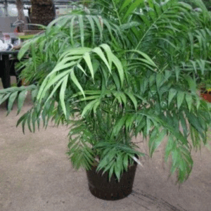chamaedorea hydro.