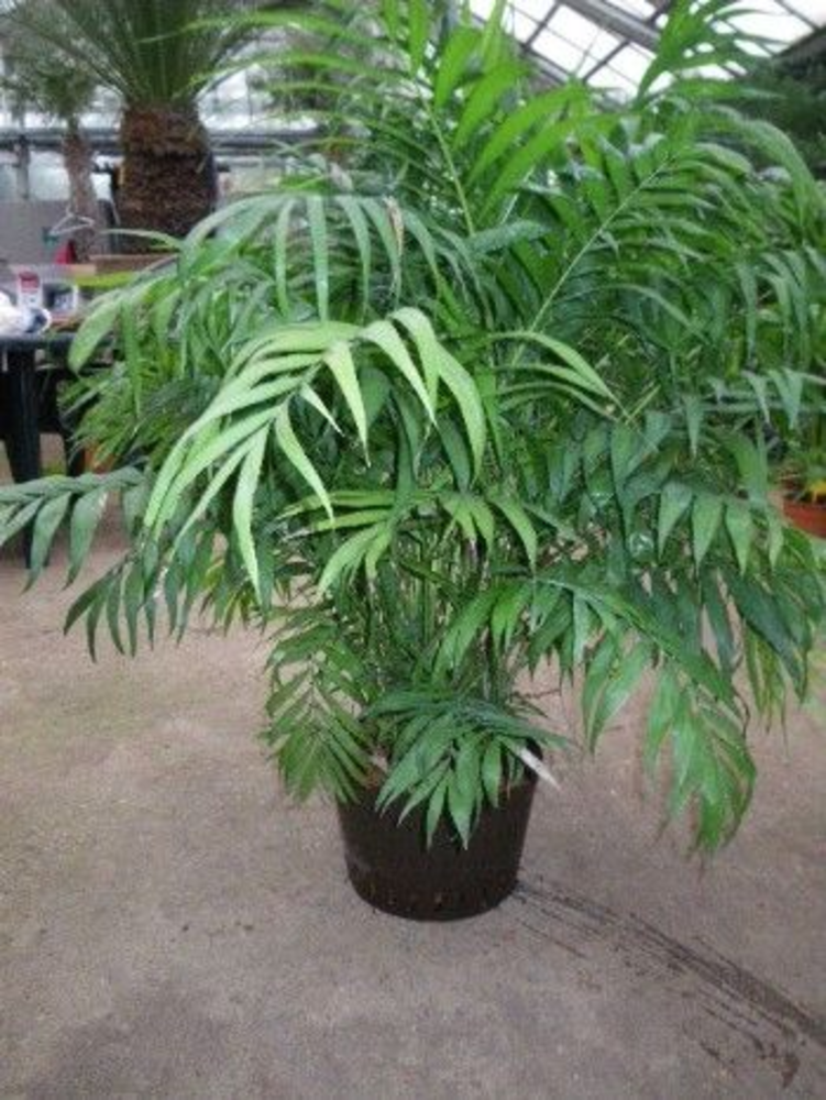 chamaedorea hydro.