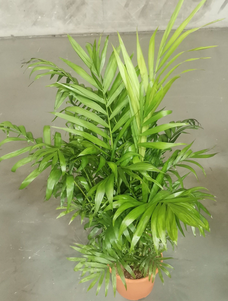 Chamaedorea elegans.