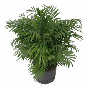 chamaedorea hydro.