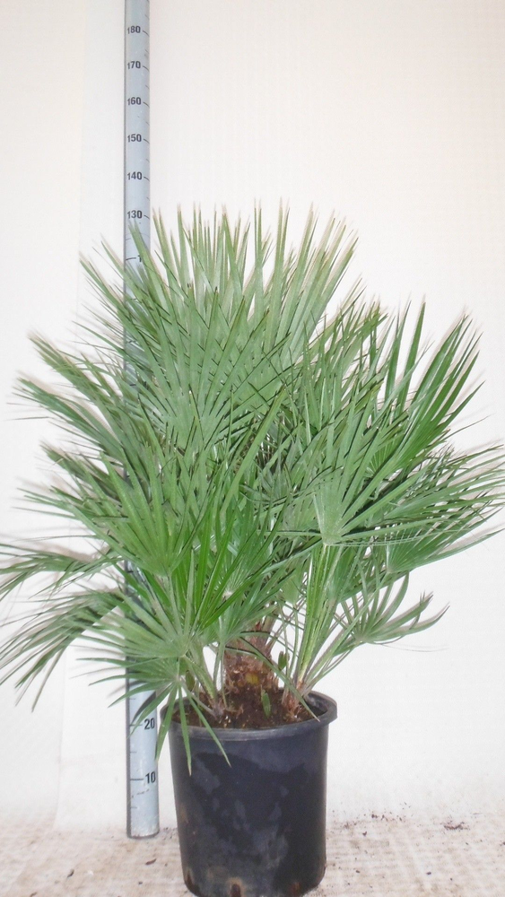 CHAMAEROPS HUM HYDRO.