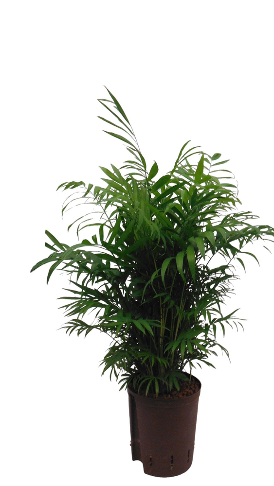 chamaedorea hydro.