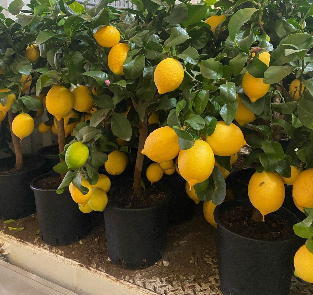 citrus.