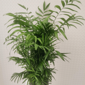 chamaedorea hydro.