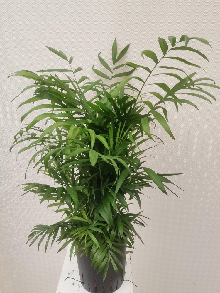 chamaedorea hydro.