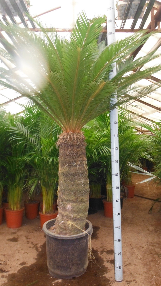 cycas revoluta.