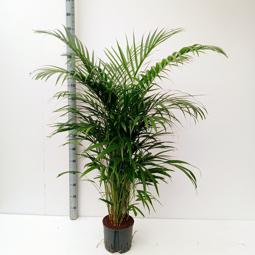 dypsis hydro.