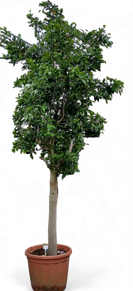 FICUS HYDRO.