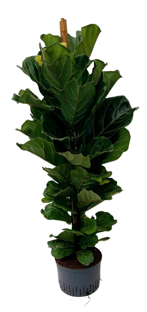 ficus lyratahy.