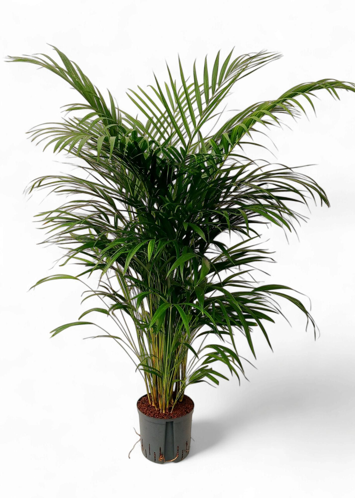 Dypsis lutescens.